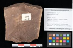 Foto (Objekt + Etikett) von Myrica lignitum Unger (NHMW-GEO-2024-0188-0540)
